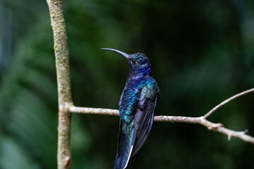 Fototapeta premium Colorful hummingbird perched on a branch in a lush green environment