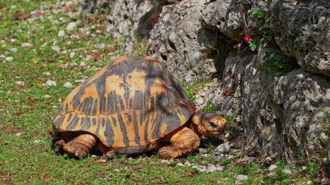 The radiated tortoise, Astrochelys radiata. This species is Critically Endangered and native to and most abundant in southern Madagascar.
