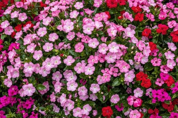 Obraz premium Lovely Pink Periwinkle alongside Purple and White Blooms, Pink and Red Geraniums, Pink Peonies, Red and Pink Carnations, Purple and White Pericallis, and Purple Buddleia Blossoms