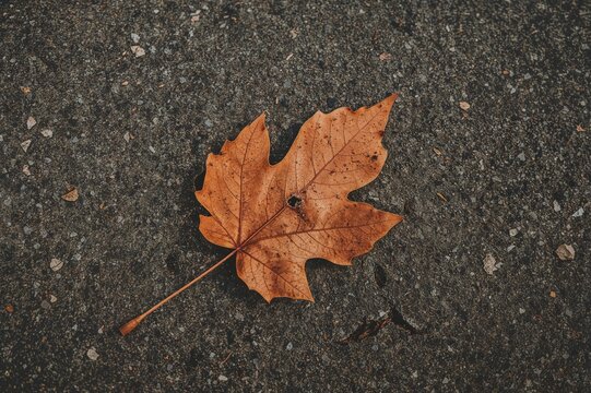 A brown-orange leaf with visible veins rests curled on a rough pavement surface during fall.