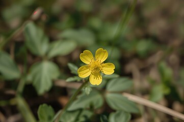 Yellow-flowered avens known as Geum reptans thrives in alpine regions, reaching heights of 5 to 10 cm with blooms in April and May.