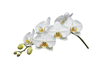 Obraz premium Elegant white phalaenopsis orchid branch blooming with delicate petals and buds transparent background