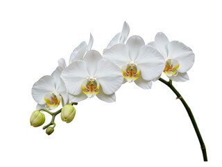 Obraz premium Delicate white orchid blossoms blooming on a sturdy stem in full bloom transparent background