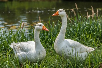 Obraz premium Geese models are striking poses for the photograph