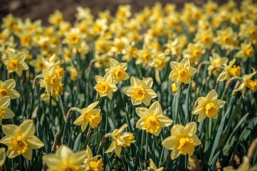 Fototapeta premium A lively meadow filled with swaying yellow daffodils, radiating joy and brightness.