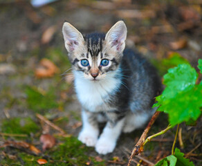cute stray kitten , pictured in nature pets theme