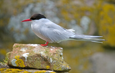 Sterne arctique,Sterna paradisaea, Arctic Tern,