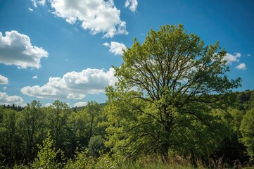 Scenic View Featuring Trees