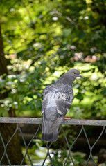 Pigeon biset,Columba livia, Rock Dove