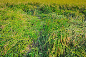 自然災害で倒れた稲穂