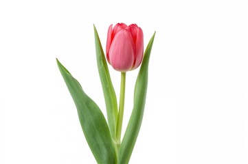 Fototapeta premium Lovely pink tulip with green foliage set against a white backdrop. Cutout object.