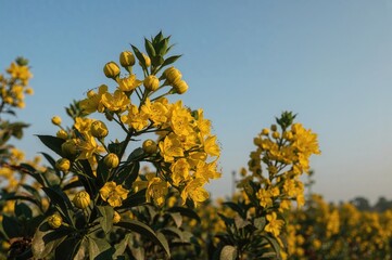 Stunning Mustard Bloom Captured During Wintertime