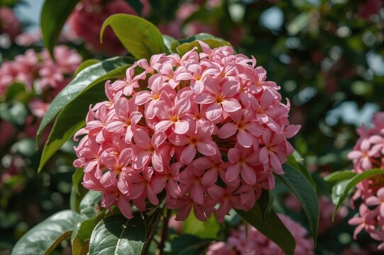 The Rainbow Shower Tree, also known as Cassia javanica, features vibrant pink blossoms and is widely cultivated in tropical gardens globally, originating from Southeast Asia.