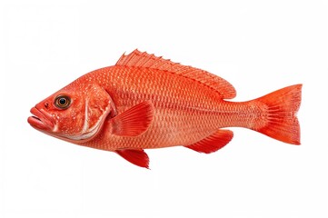 Fototapeta premium Red Coral Grouper fish swimming against a white backdrop