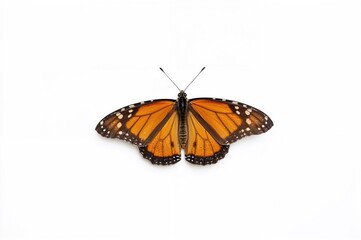 Fototapeta premium A beautiful monarch butterfly set against a plain white background