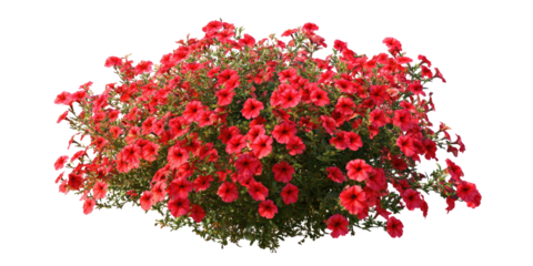 Lush cluster of vibrant red flowers (2)