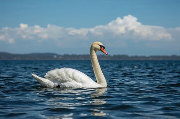 Obraz premium Silent swan gliding over azure water beneath a cloudy sky