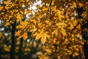Obraz premium Golden maple leaves in a soft-focused woodland setting during fall.