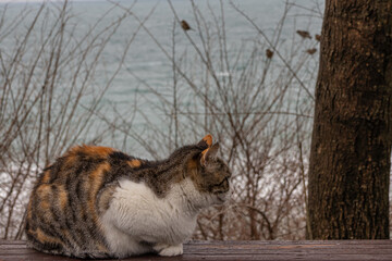 A cat on the background of the sea. A stray street cat sits on a wooden railing. Stray animals. A cat is napping by the sea.