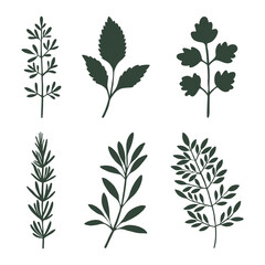 Herb silhouette set with parsley basil rosemary oregano thyme cilantro