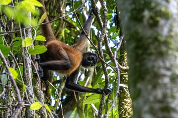 Howler monkey climbing through lush green foliage in a tropical rainforest setting