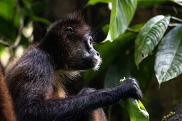 Close-up of a howler monkey sitting among lush green leaves in a tropical rainforest, showcasing its expressive features and natural habitat