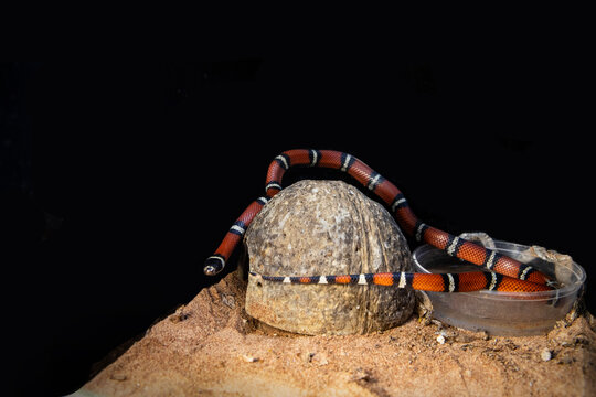 An exotic pet - a milk snake in a terrarium. There is a lot of black background around the snake, space for inscription