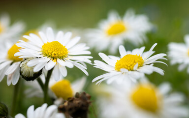 A lot of daisy flowers close up, two flowers are in focus and others are blurred © slobodan