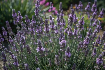 Obraz premium Gentle breeze sways lavender flowers, crafting a peaceful garden scene.
