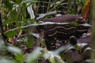 Tapir foraging in dense rainforest foliage surrounded by lush greenery and tropical plants