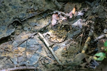 Camouflaged frog blending into muddy forest floor with fallen leaves and twigs in a natural setting