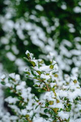 First snow falls on green leaves, creating a unique seasonal contrast.
