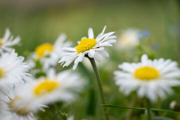 Fototapeta premium Close up of daisy flower bent on left among a lot of daisy flowers blurred and out of focus