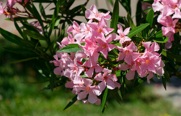 Close-up of vibrant pink Oleander flower (Nerium oleander) in full bloom, their delicate petals contrasting beautifully with rich green leaves, basking in soft natural sunlight