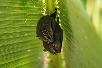 Two bats hanging upside down on a large green leaf in a tropical rainforest setting, showcasing...