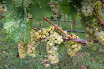 Ripe white grapes on a vine plant before harvest (Kaiserstuhl, Germany)