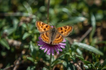 Obraz premium The Secret Charm of the High-Altitude Pollinating Butterfly