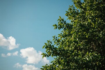 Foliage and sky in shades of green and blue