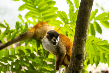 Squirrel monkey perched on a tree branch surrounded by lush green leaves in a tropical setting