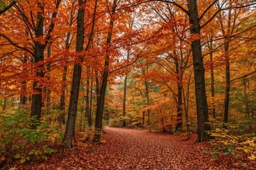 Obraz premium Sunny day in a fall woodland with vibrant orange and red leaves