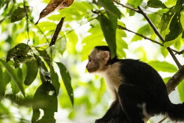 Capuchin monkey perched on a branch surrounded by lush green leaves in a tropical rainforest setting