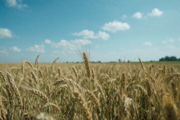 Under the radiant summer sun, the expansive terrain cradled the flourishing wheat, fed by nature's plenty and the clear azure heavens.