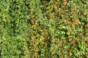 Green ivy plants covering wall. Natural vertical garden background. Dense foliage texture with leaves in sunlight. Ecology and environmental concept. Fresh greenery on building surface.