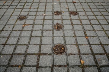 Detailed shot of a stone path featuring dark gray interlocking blocks, small soil-filled indentations with sprouting plants, scattered leaves, and moss spots