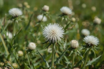 Obraz premium Perennial thistle plant with white blossoms in a meadow, close-up on the front flower