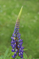 Blue violet lupine (Lupinus) blooming in summer meadow. Tall wildflowers with vibrant petals, natural field background, seasonal floral landscape.