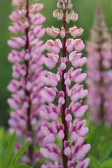 Pink lupine (Lupinus) blooming in summer field. Tall wildflower with delicate petals, vibrant seasonal floral background, natural meadow scene.
