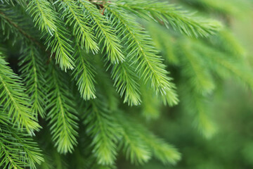 Green spruce branches close-up, detailed natural texture, evergreen foliage background, forest concept, eco-friendly seasonal design, perfect for decoration, holiday and nature themes.