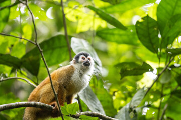 Capuchin monkey perched on a branch surrounded by lush green foliage in a tropical rainforest