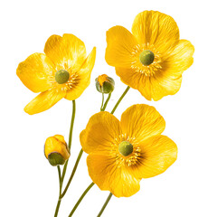 Obraz premium Vibrant Yellow Buttercup Flowers on White Background
